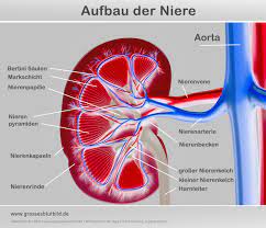 Am besten besprechen sie mit ihrem arzt, was die ergebnisse genau bedeuten. Alle Nierenwerte Im Blut Und Urin Hohe Oder Niedrige Werte
