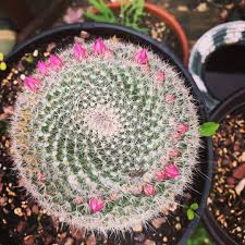 Cactuses, houseplantscactus mammillaria how often it blooms, description of mammillaria, germination of mammillaria seeds, germination of in summer, the cactus feels great on open terraces and balconies. Taking Care Of The Old Lady Cactus Succulent Tips Succulent City