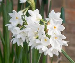 Check spelling or type a new query. How To Grow Paperwhite Flowers Forcing Paperwhite Bulbs Indoors Apartment Therapy