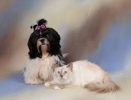 Accueil Elevage De La Maison Du Ryez Eleveur De Chiens Shih Tzu Tel 02 35 93 82 56