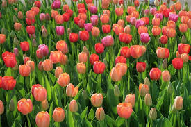 Rendi meraviglioso il tuo giardino! Fare Giardinaggio Con I Bulbi Da Fiore Fiori E Piante