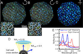 Image result for Pollia condensata