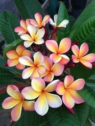 Pin On My Tropical Addiction S
