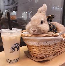 Bunny Coffee Cuteness Overload Cute Baby Bunnies Cute Animals Cute Baby Animals