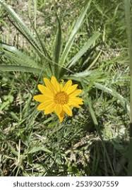 Image result for Aspilia