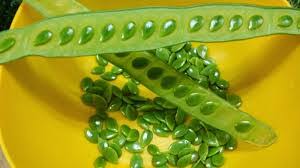 Ia adalah antara tumbuhan pemberi sumber protein terbaik untuk makanan lembu, dimakan segar, muda, matang, hijau ataupun kering. Ayam Pengkalan Chepa Kota Bharu 2021