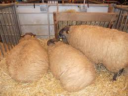 Vous serez l'un d'eux ? Le Salon De L Agriculture Picture Of Parc Des Expositions Porte De Versailles Paris Tripadvisor