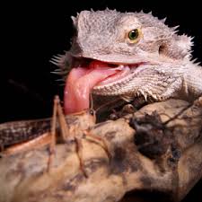 Discover the best foods to offer your bearded dragon for good health. Best Foods For A Bearded Dragon Bearded Dragon Care 101