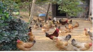 Newcastle disease is a contagious viral disease of birds and considered one of the most important poultry diseases worldwide. Ghana Veterinary Services Department Receives Funds To Fight Newcastle Disease In Rural Poultry Kyeema Foundation