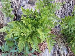 Image result for Asplenium currorii