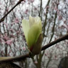 Guide to north american bird songs and sounds this guide will help you identify songs and sounds of north american birds. Magnolie Yellow Bird Magnolia Yellow Bird Gelb Bluhende Duftende Magnolie Native Plants
