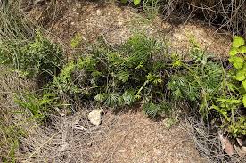 Image result for Actiniopteris radiata