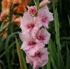 Gladiolus Meaning Find Out More About The August Birth Flower