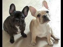 French bulldogs are some of the most popular small dogs in the united states. 23 Boston Terrier Vs French Bulldog L2sanpiero