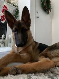 We offer preventative care, general surgery, dental care everyday we dedicatedly seek to use our skills, knowledge, and compassion to serve you and your pet. Grant Recipients Animal Health Foundation Blog