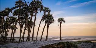 South carolina is a great home for a cold hardy palm. The Palmetto Tree South Carolina S Most Iconic Image Explore Beaufort Sc