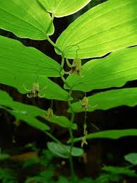 Image result for Jasminum streptopus