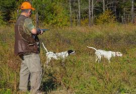 A bird dog with a drake mallard in a grain field. Public Bird Dog Training Areas Established On Scdnr Wildlife Management Areas