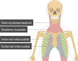 We did not find results for: External Intercostal Muscles