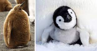 Baby penguin takes first steps. I Can Has Cheezburger Penguin Funny Animals Online Cheezburger