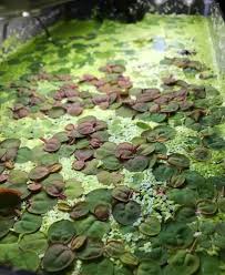 Overall, floating plants are ideal for all kinds of aquarium setups. 15 Floating Aquarium Plants For Beginner Freshwater Aquarists Aquanswers