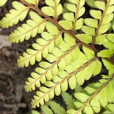 Image result for Limeum fenestratum