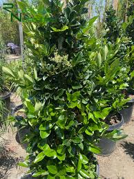Image result for Ligustrum