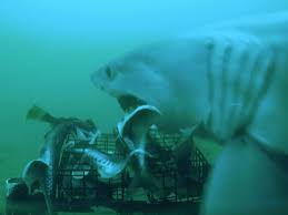 Schau dir angebote von ‪great white‬ auf ebay an. White Shark Nursery Sharkproject