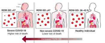 Image result for Red Cell Distribution Width