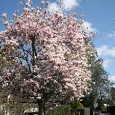 Image result for magnolia soulangeana