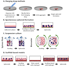 Likewise, animal cell culture is a technique in which the cells are removed and are allowed to grow in a favorable artificial environment. Https Www Mdpi Com 1422 0067 19 1 181 Pdf