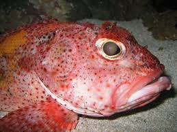 Aquarium Fish The Eyes Have It A Review Of Eye Health In Aquarium Fishes Reefs Com