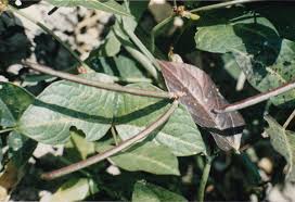 Image result for Vigna unguiculata