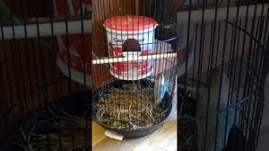 16+ cara membuat kandang burung ternak lovebird background. Lovebird Membuat Sarang Youtube