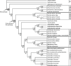 Image result for Hedbergia