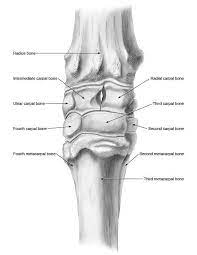 Equine Carpus Google Search Horse Anatomy Large Animal Vet Vet Medicine