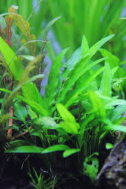 クリプトコリネ ウェンティーグリーン ゲッコー 中景に美しい緑の茂みを作る水草 水草動画ブログ