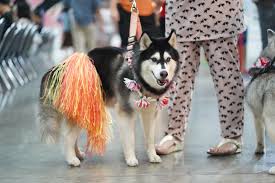 siberian husky ปลา กระต าย นก