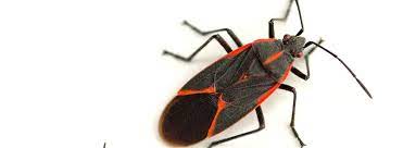 Pest control can take many forms, and for us, it's always about helping to protect your home and business. Salt Lake Pest Control