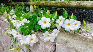 Mandevilla Rocktrumpet Plant Care Tips Horticulture Co Uk