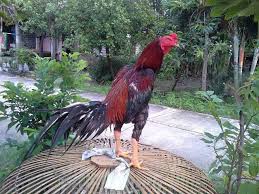 Warna bulu pada ayam bangkok, juga menjadi salah satu keunggulan dari ayam tersebut. 10 Jenis Ayam Bangkok Yang Bagus Untuk Dipelihara No 7 Recomended