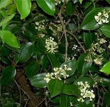 Image result for Strychnos