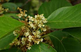 Image result for Maesa lanceolata