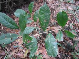 Image result for Erythroxylum emarginatum