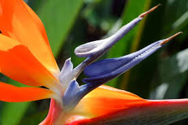 Il symbolise l'immortalité et le renouveau, il défit la mort et célèbre la vie. Strelitzia Reginae La Beaute De L Oiseau De Paradis Tahiti Heritage
