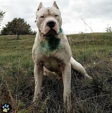 Pin By Gyon Harris On Puppies Argentinian Dog Kangal Dog Big Dogs