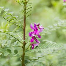 Image result for Indigofera dendroides