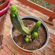 Contact your local fish and wildlife service or department of agriculture you need some type of climbing pole in the middle for it to grow up. My Cactus Started Extoliating So I Moved It To Full Sun Now The Tips Are Getting All Blobby And Weird Any Idea What S Happening And What Should I Do Sanpedrocactus
