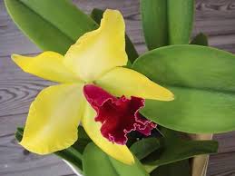 Oggi vedremo insieme come realizzare all'uncinetto un fiore simile all'orchidea il prezzo si riferisce alla singola piantina. Conosciamo Le Orchidee Le Piu Diffuse In Commercio