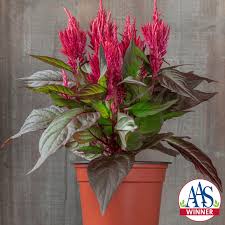 Image result for Celosia nervosa